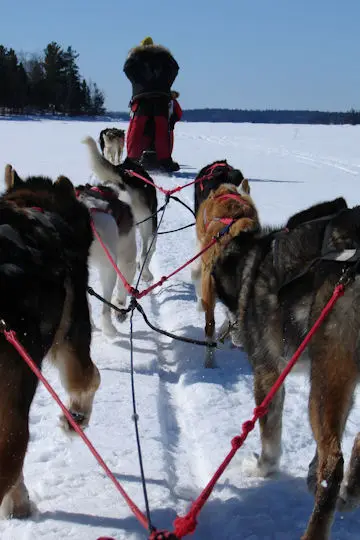 Photo Gallery - Chilly Dogs Sled Dog Trips