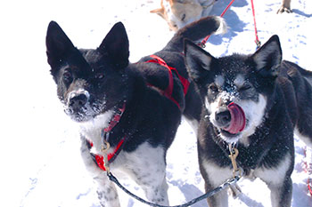 Chilly Dogs sled dogs!