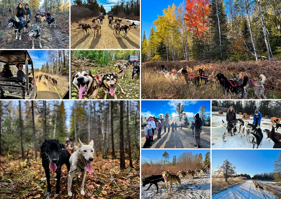 Ely MN sled dog trip