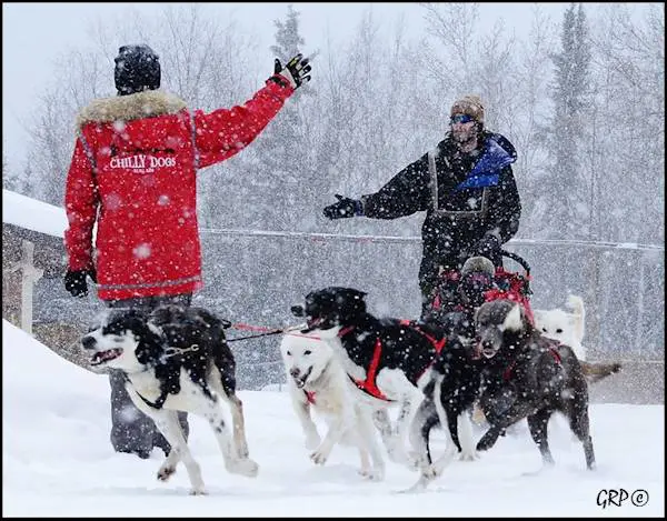 Say 'Hello' to the Chilly Dogs Guides!