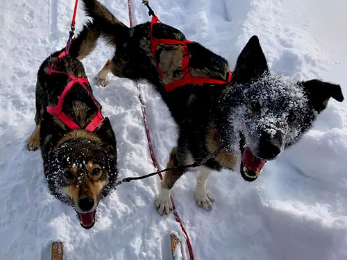 Chilly Dogs Sled Dog Trips is primarily a racing retirement kennel for Alaskan Husky sled dogs