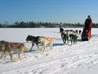 Dogsled rides