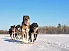 Happy dogs, happy trails.