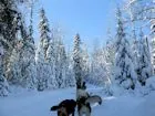 Sledding in a winter wonderland.