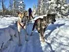 Ever wonder what lead dogs talk about as they run?