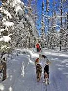 Silent passage through wintry woods.